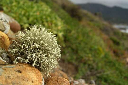 Image of Niebla ceruchoides Rundel & Bowler