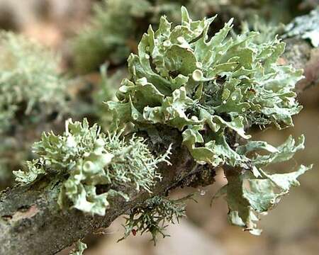 Image of American cartilage lichen