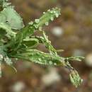 Image of cartilage lichen