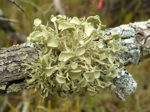 Image of cartilage lichen