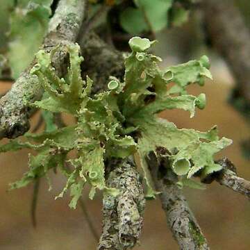 Image of cartilage lichen