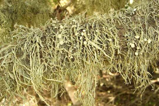 Image of cartilage lichen