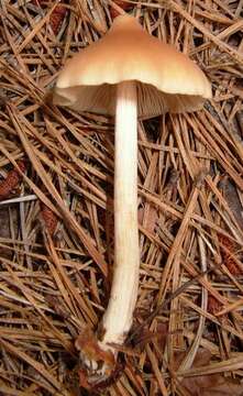 Imagem de Entoloma strictius (Peck) Sacc. 1887