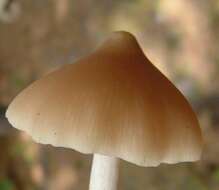 Imagem de Entoloma strictius (Peck) Sacc. 1887