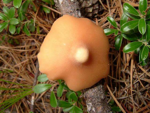 Imagem de Entoloma strictius (Peck) Sacc. 1887