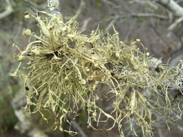 Imagem de Ramalina leptocarpha Tuck.