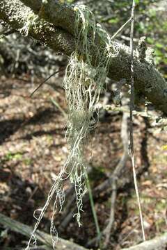 Image of Fishnet;   Menzies' cartilage lichen