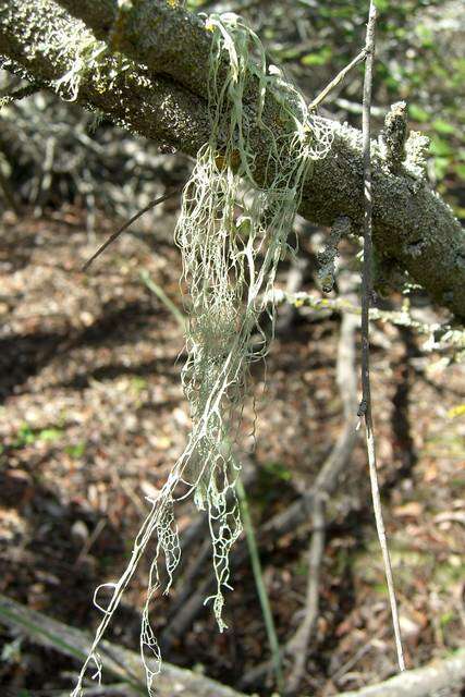 Image of Fishnet;   Menzies' cartilage lichen