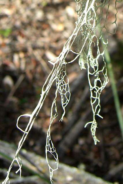 Image of Fishnet;   Menzies' cartilage lichen