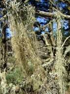 Image of Fishnet;   Menzies' cartilage lichen