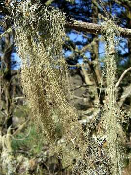 Image of Fishnet;   Menzies' cartilage lichen