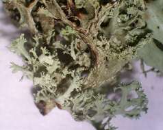 Image of cartilage lichen