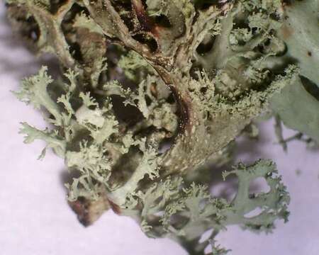 Image of cartilage lichen