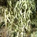 Imagem de Ramalina subleptocarpha Rundel & Bowler