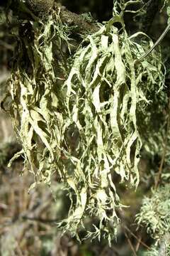 Imagem de Ramalina subleptocarpha Rundel & Bowler