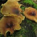 Image of black-footed polypore