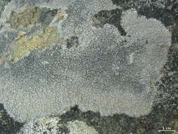 Image of crater lichen