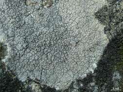 Image of crater lichen