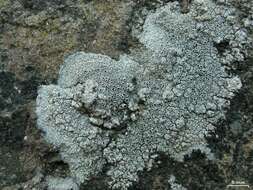 Image of rim lichen