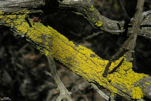 Image of lemon lichen