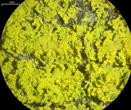 Image of lemon lichen