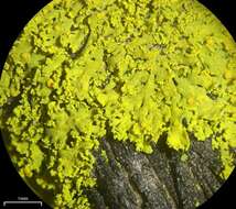 Image of lemon lichen