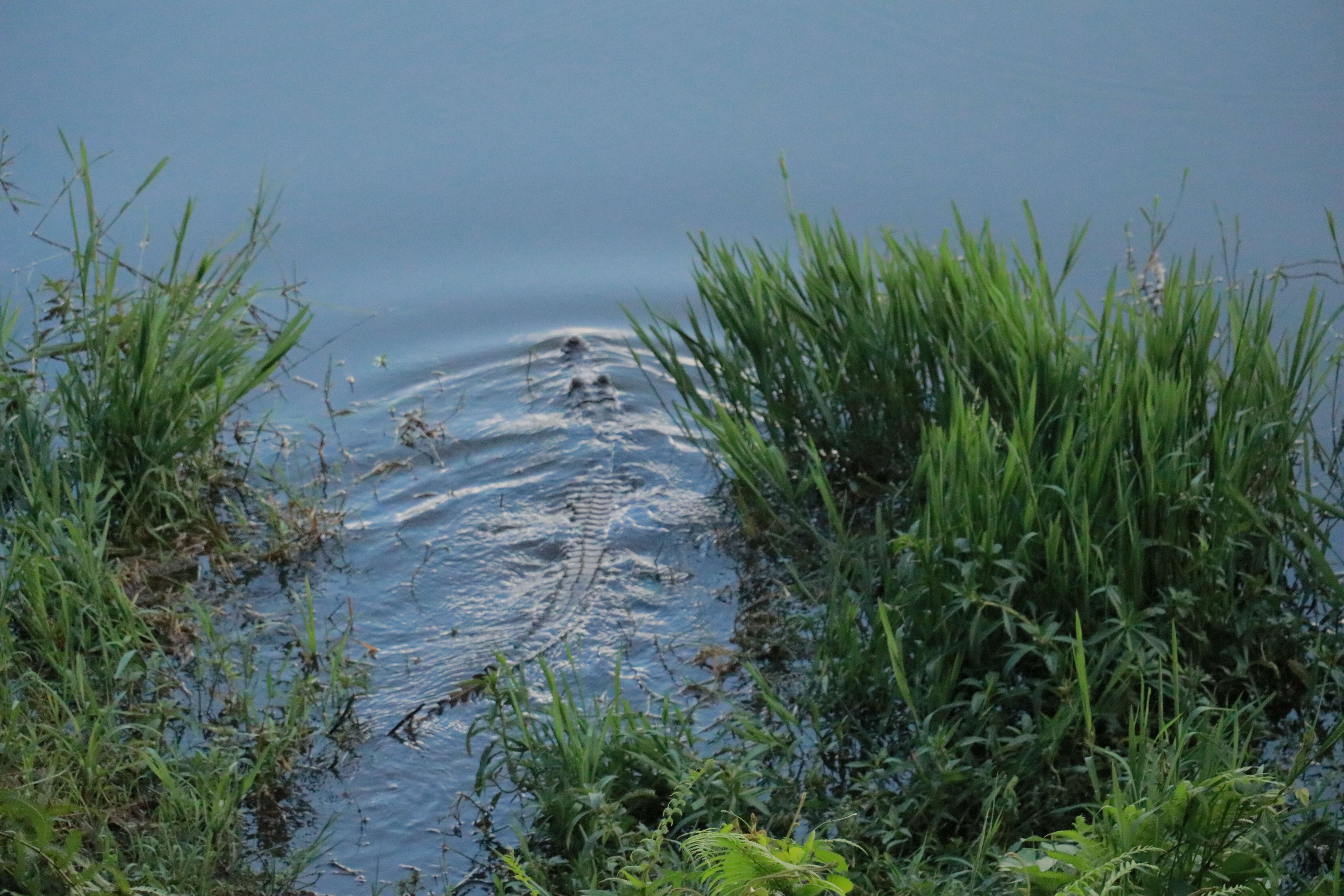 Crocodilia resmi