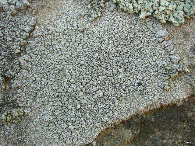 Image of rim lichen