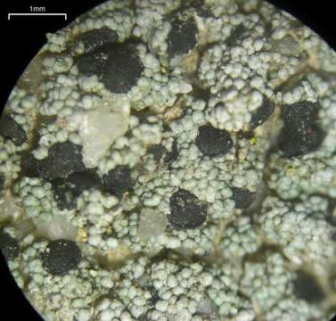 Image of lecidella lichen