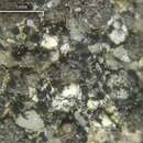 Image of catillaria lichen