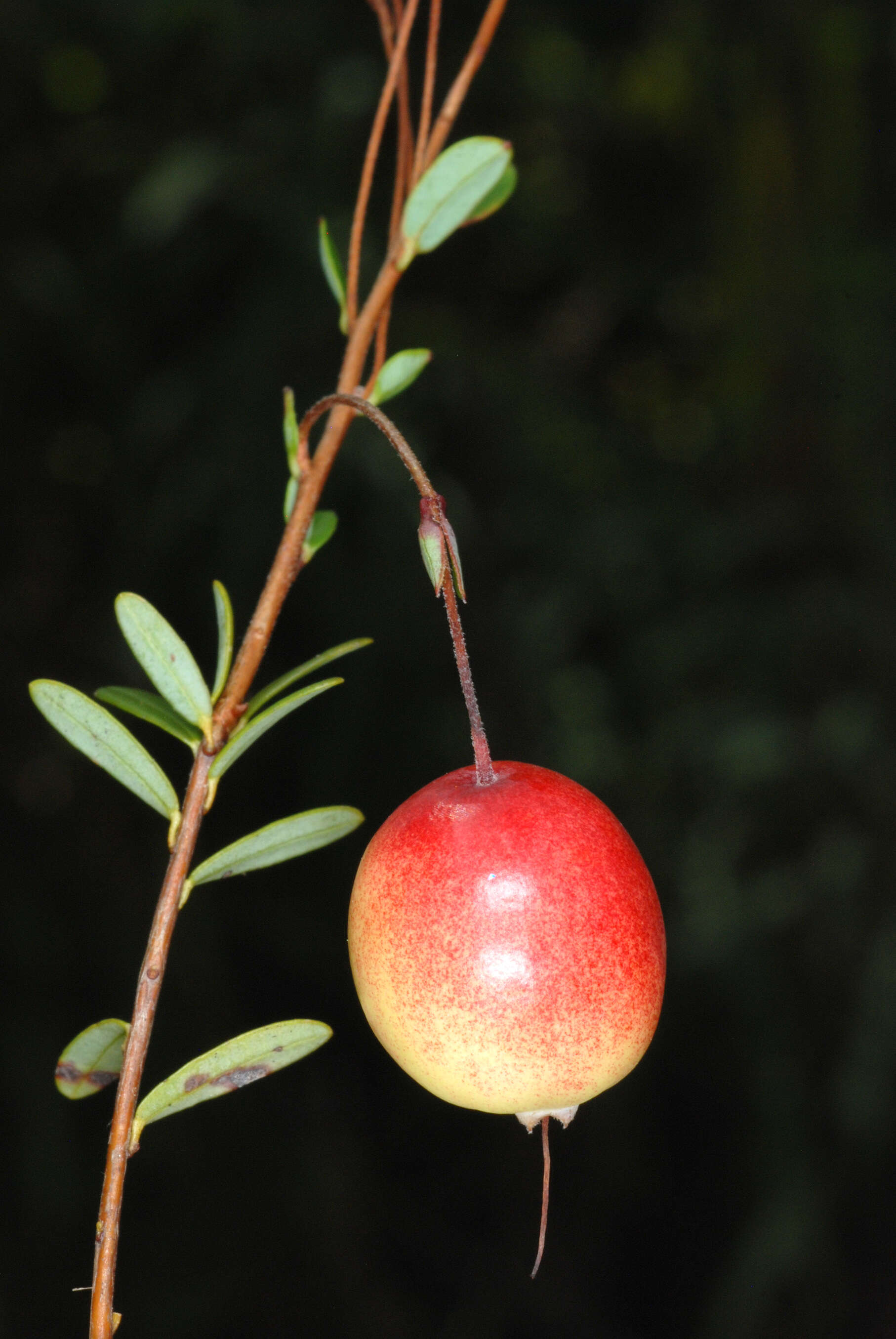 Image of Vaccinium macrocarpon