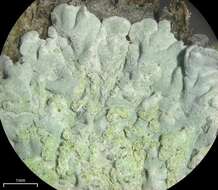 Image of diploicia lichen