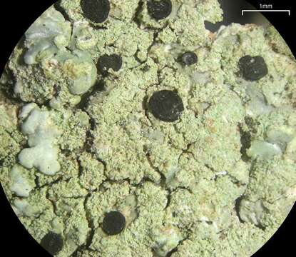 Image of diploicia lichen