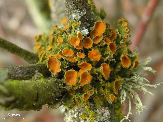 Image of teloschistes lichen