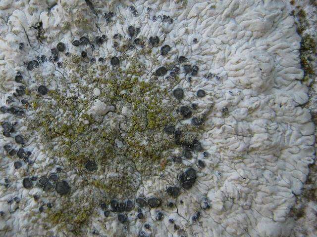 Image of diploicia lichen