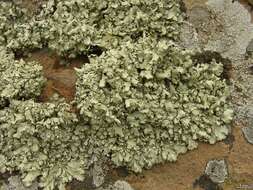 Image of xanthoparmelia lichen