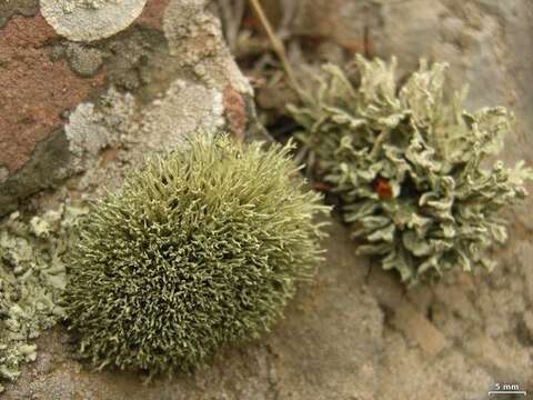 Image of Niebla ceruchoides Rundel & Bowler