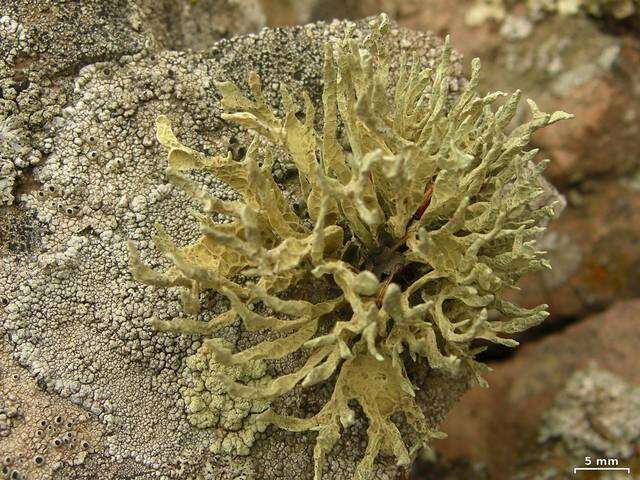 Image of niebla lichen