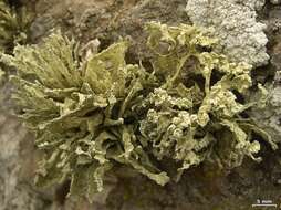 Image of niebla lichen