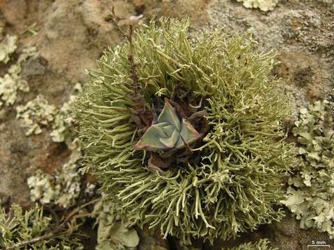 Image of Niebla ceruchoides Rundel & Bowler