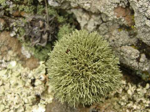 Image of Niebla ceruchoides Rundel & Bowler