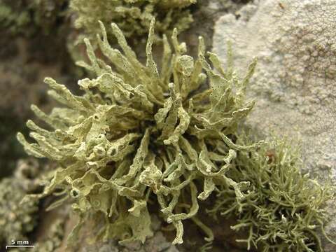 Image of niebla lichen