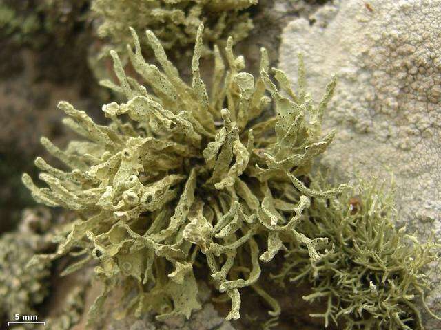 Image of niebla lichen