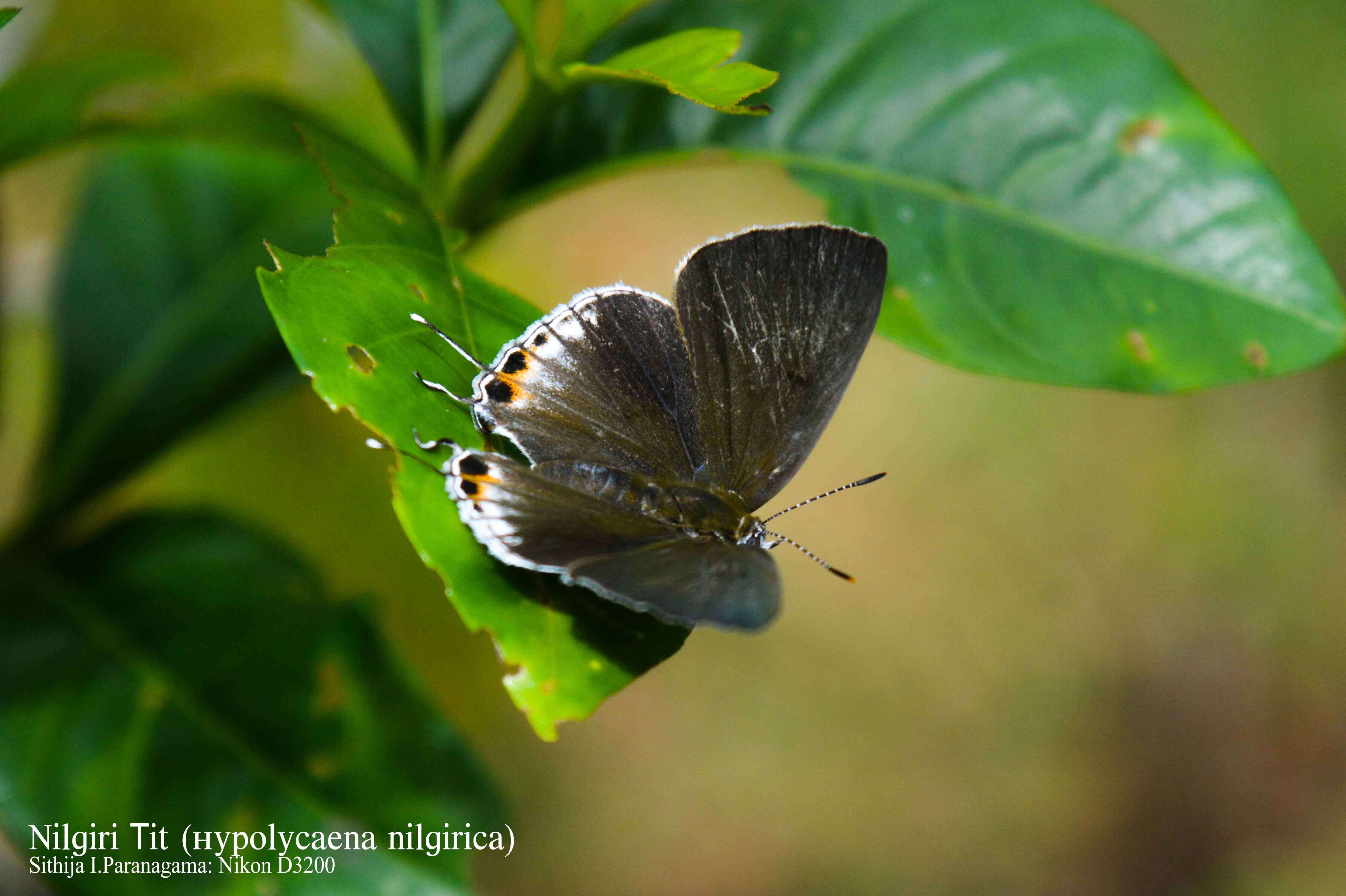 Слика од Hypolycaena nilgirica