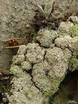 Image of Lepraria xerophila Tønsberg