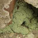Image of mealy lichen