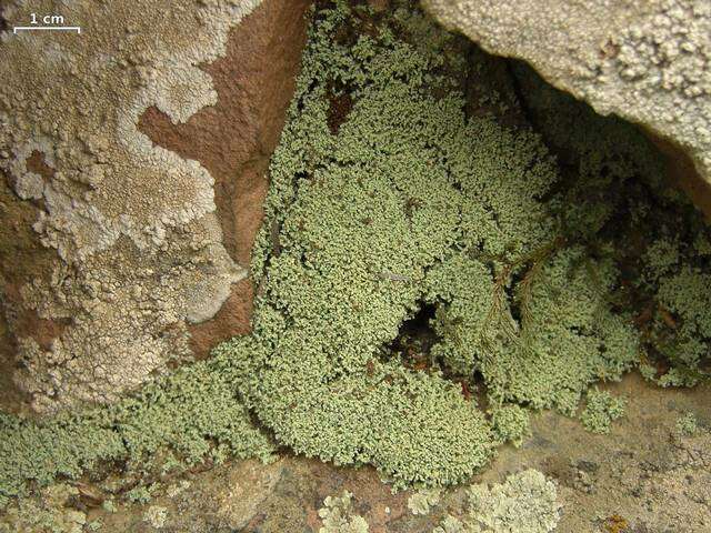 Image of Cottonthread lichens