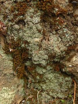 Image de Lepraria caesioalba (B. de Lesd.) J. R. Laundon