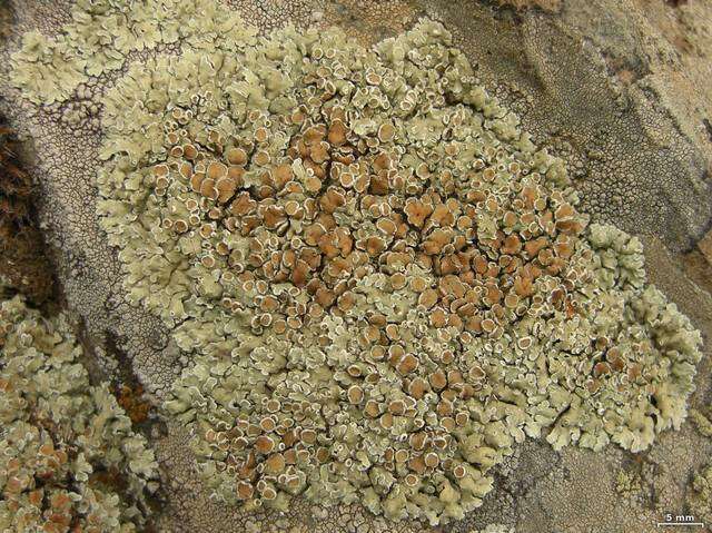 Image of <i>Lecanora muralis</i> (Schreber) Rabenh.