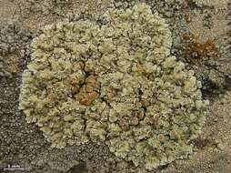 Image of <i>Lecanora muralis</i> (Schreber) Rabenh.